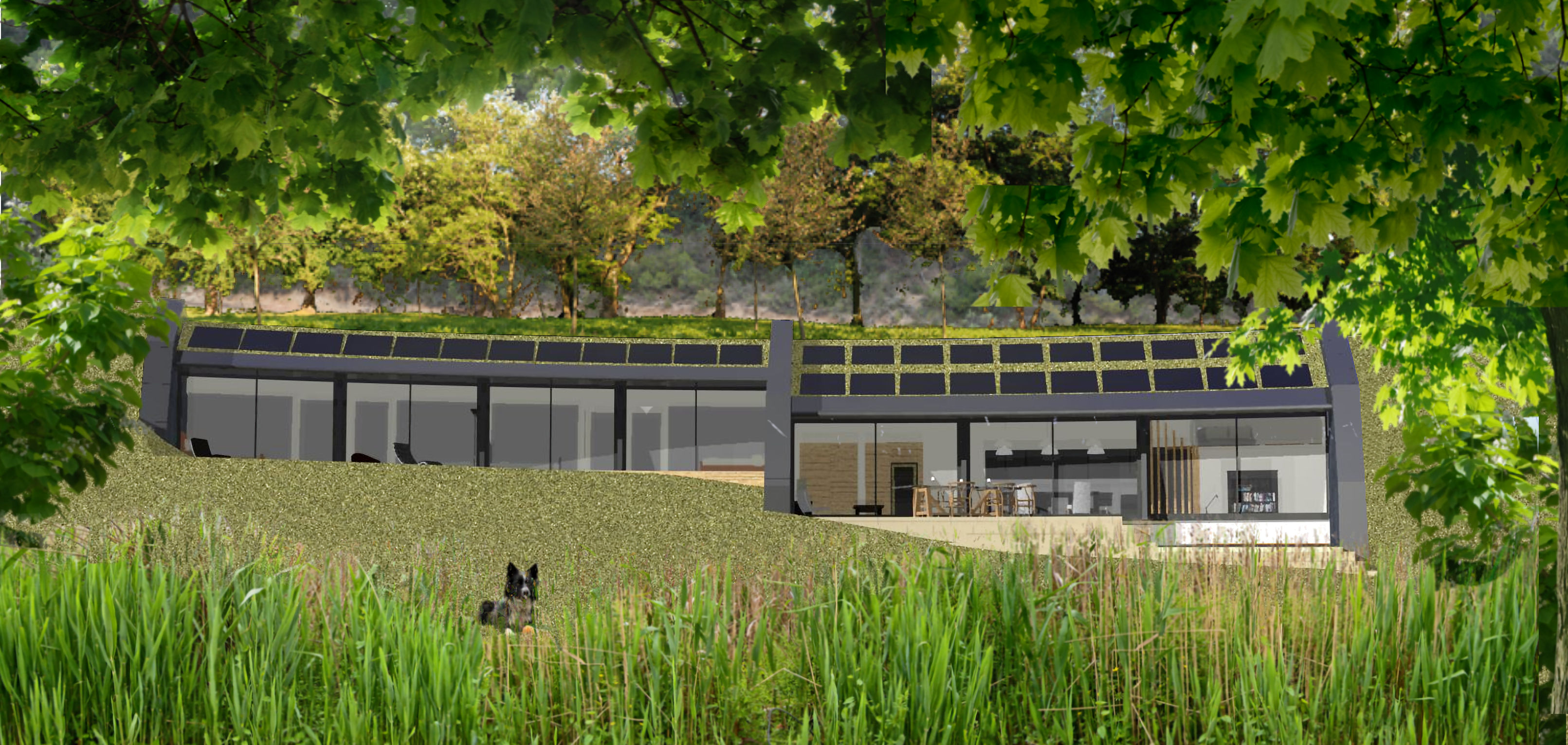 Perspective in woodland